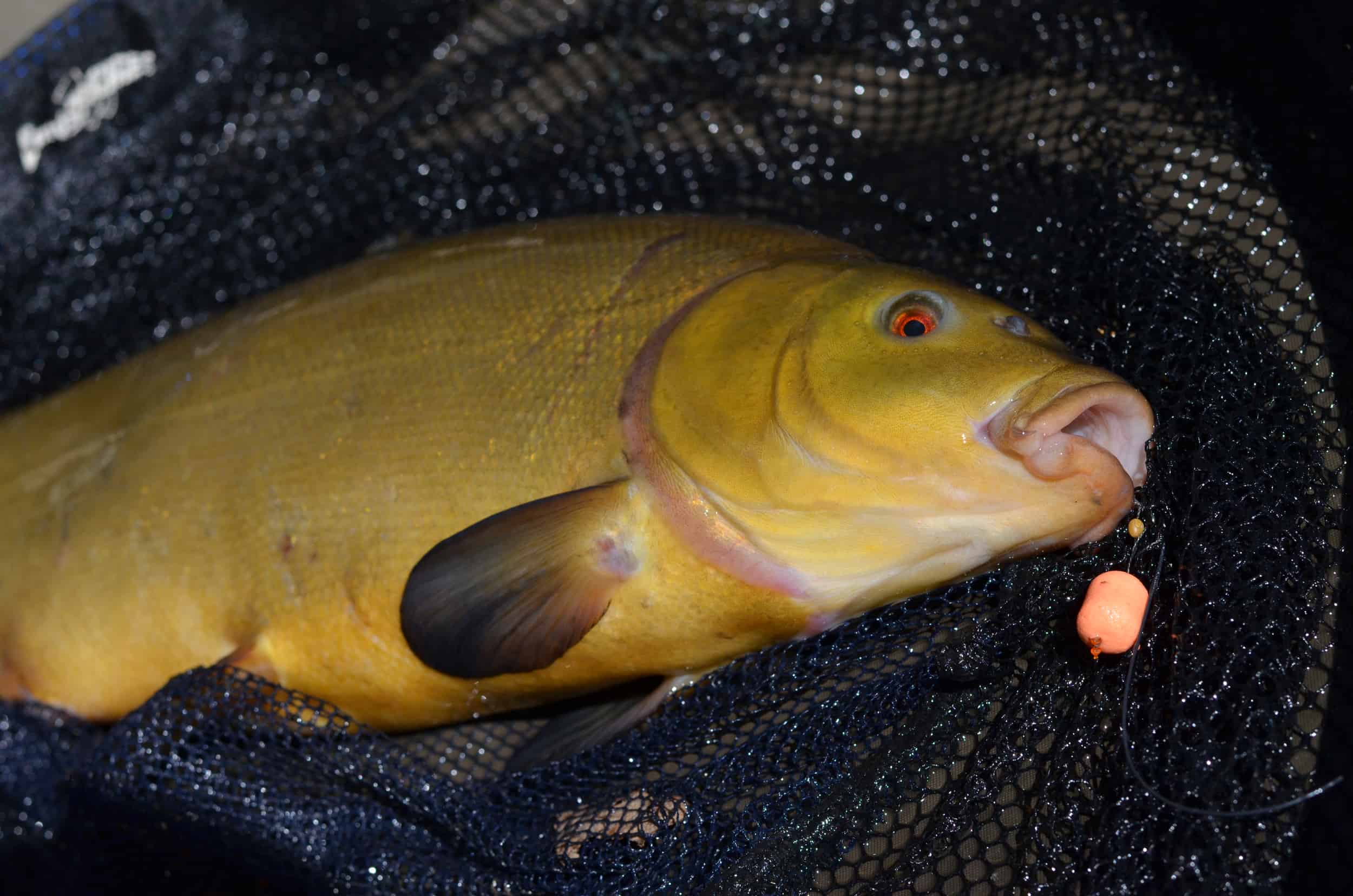 Clint Walker: Tench and Bream at Rode Pool