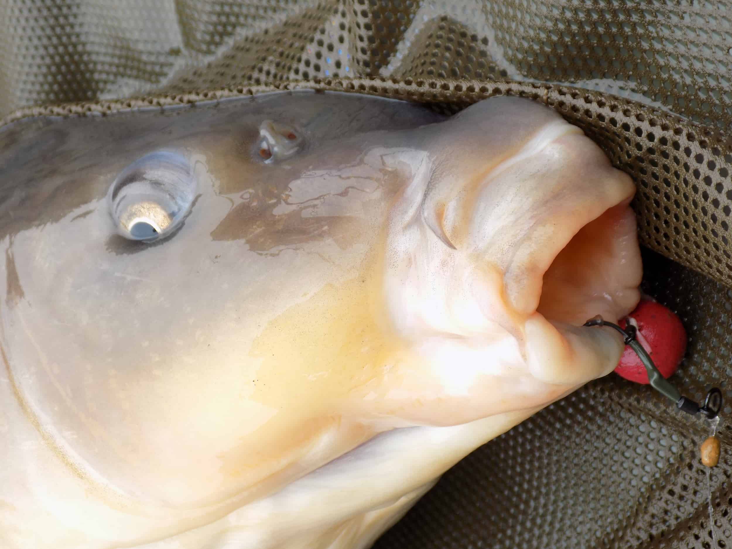 Clint Walker - Pike fishing with Deeper Sonar